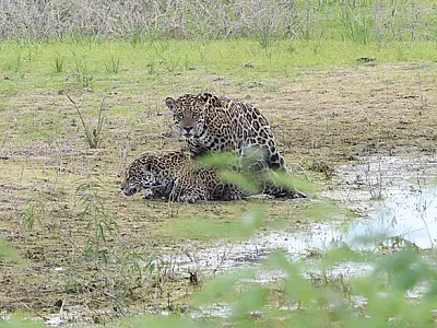 Símbolo nacional da biodiversidade ainda enfrenta desafios para conservação