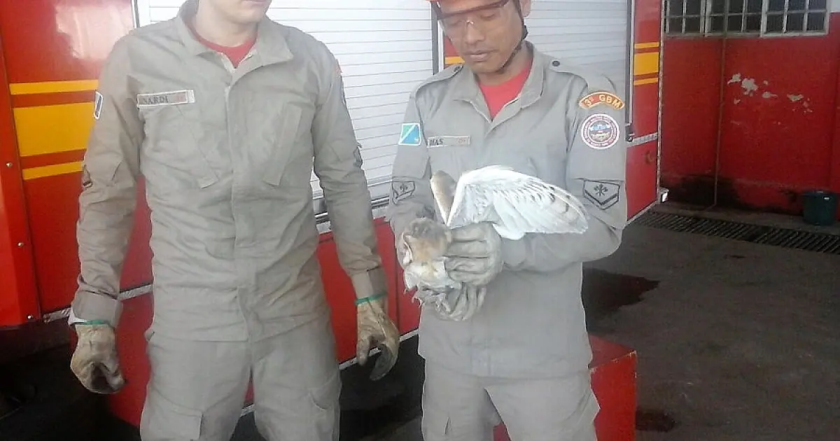 Queimadas fazem migração de animais silvestres para zona urbana