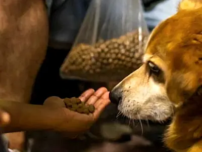 MS registra 18 mil denúncias de maus-tratos a animais em 2025