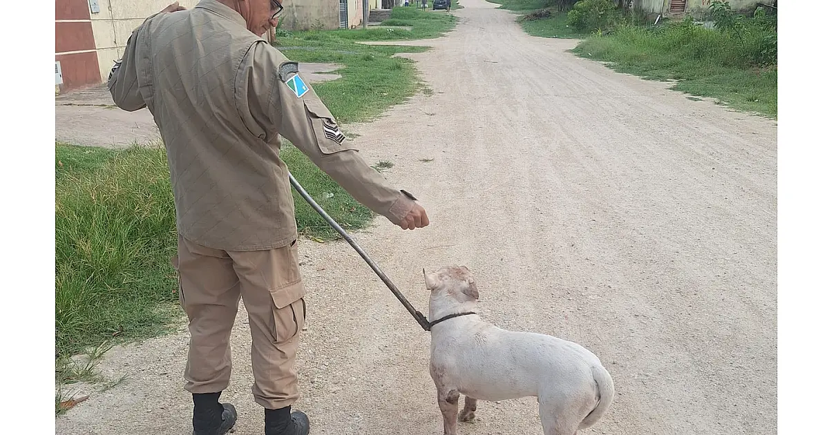 Bombeiros contêm pitbull solto que assustava moradores em Ladário
