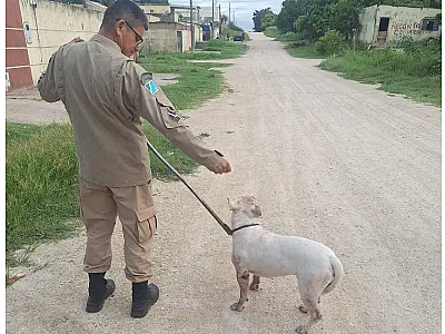 Bombeiros contêm pitbull solto que assustava moradores em Ladário