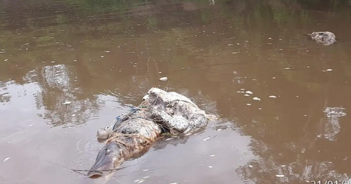 PMA extrai rede de pesca com pintados e jaú apodrecidos no rio Miranda
