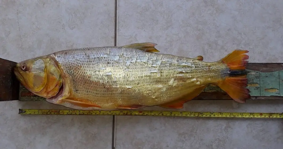 Paranaense é autuado em R$ 2,9 mil por pesca proibida de dourado