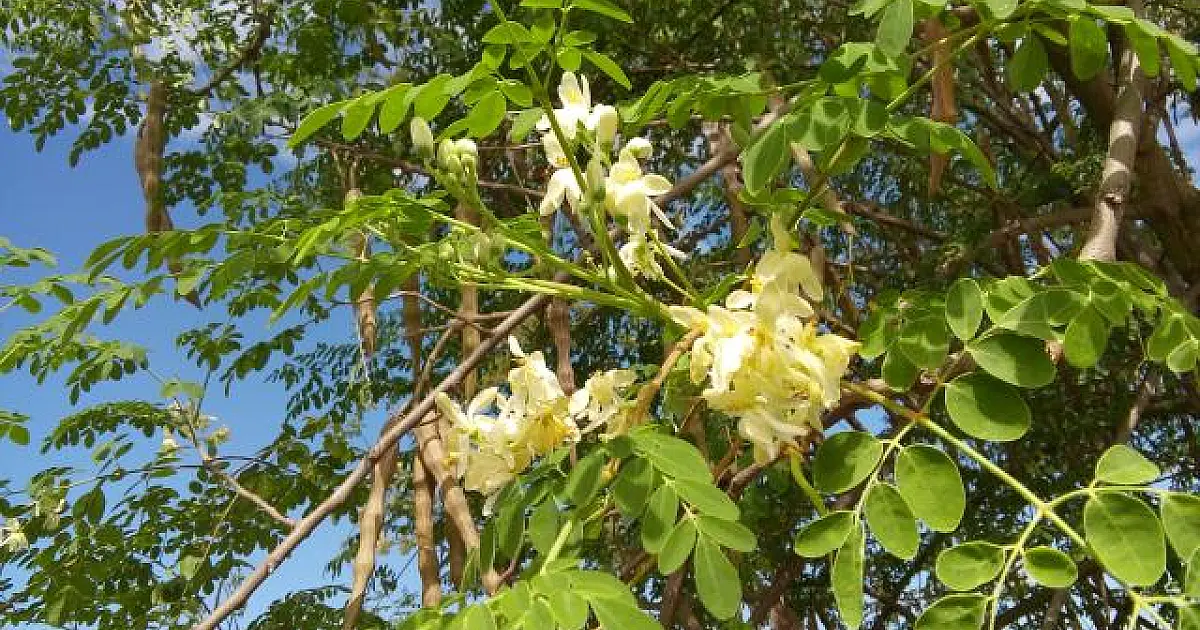 Versatilidade da moringa é tema de dia de campo