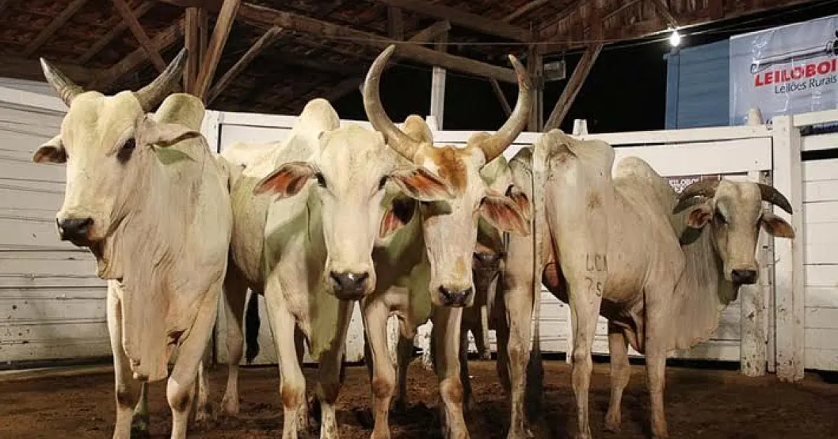 Sindicato Rural de Corumbá realiza leilão no dia 2 de junho