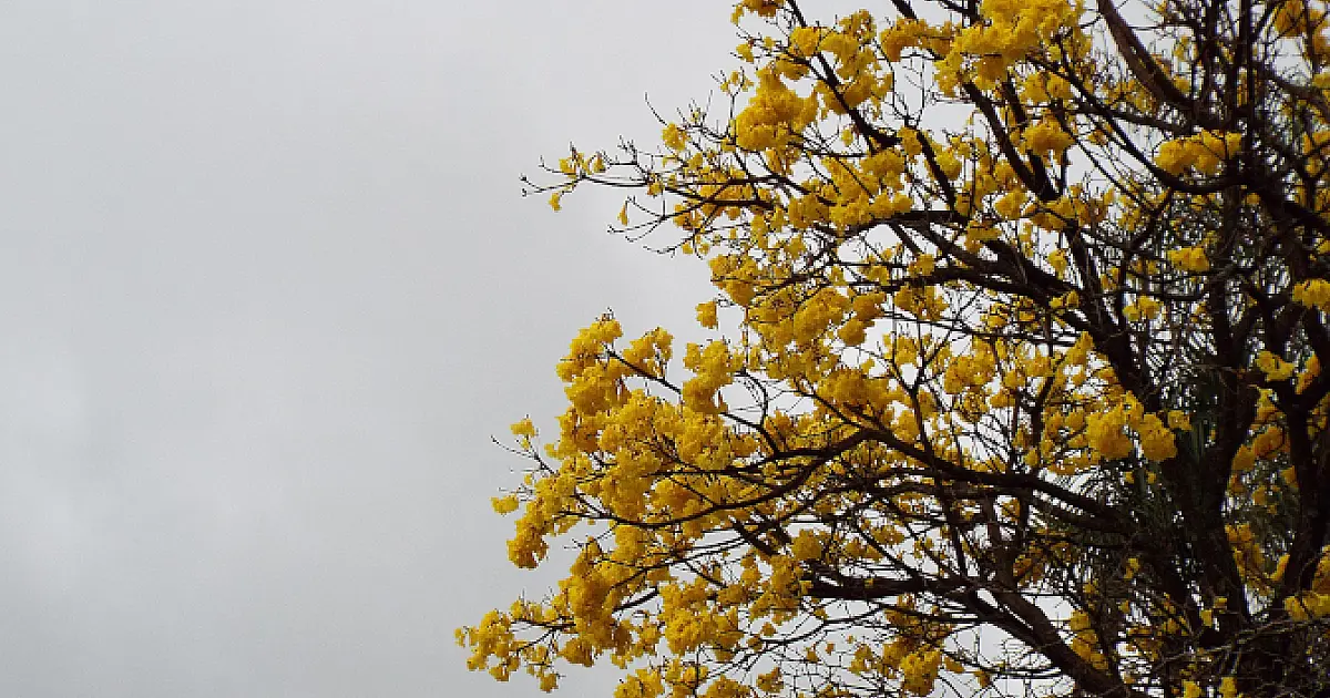 Céu nublado com possibilidade de chuva em MS