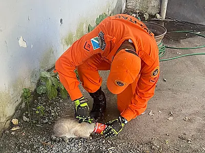 Gatinho prende a cabeça em lata de alumínio e mobiliza Bombeiros