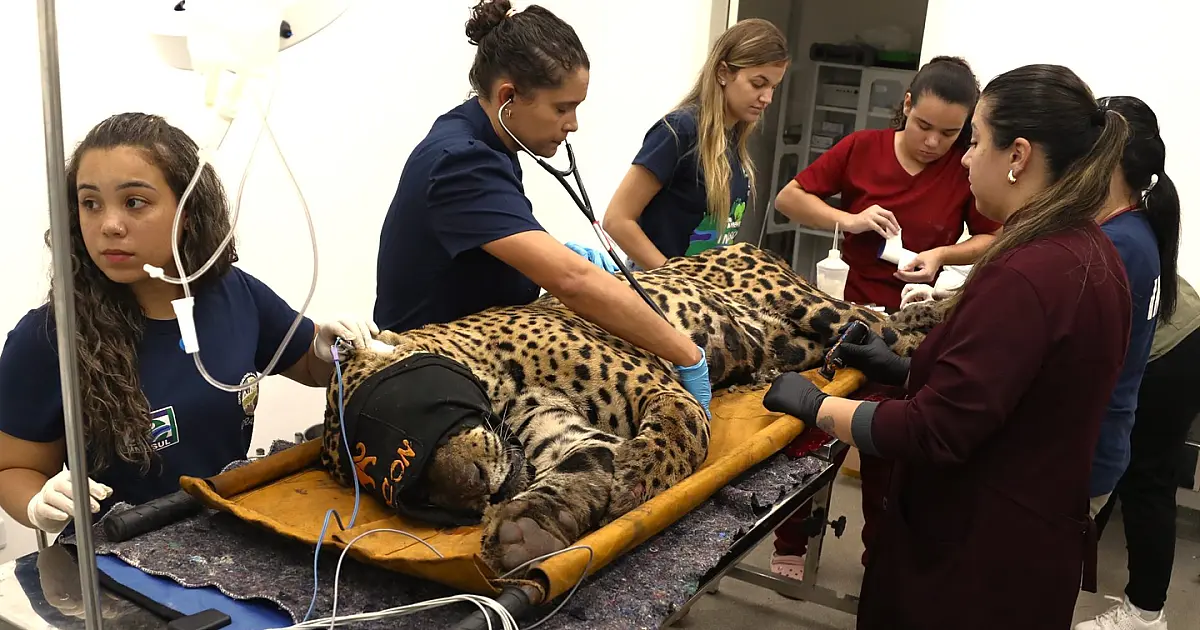 Boletim veterinário aponta alterações hepáticas, renais e gastrointestinais na onça capturada