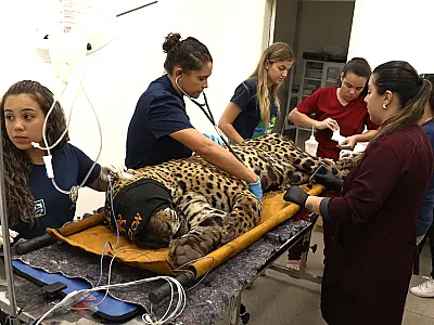 Boletim veterinário aponta alterações hepáticas, renais e gastrointestinais na onça capturada