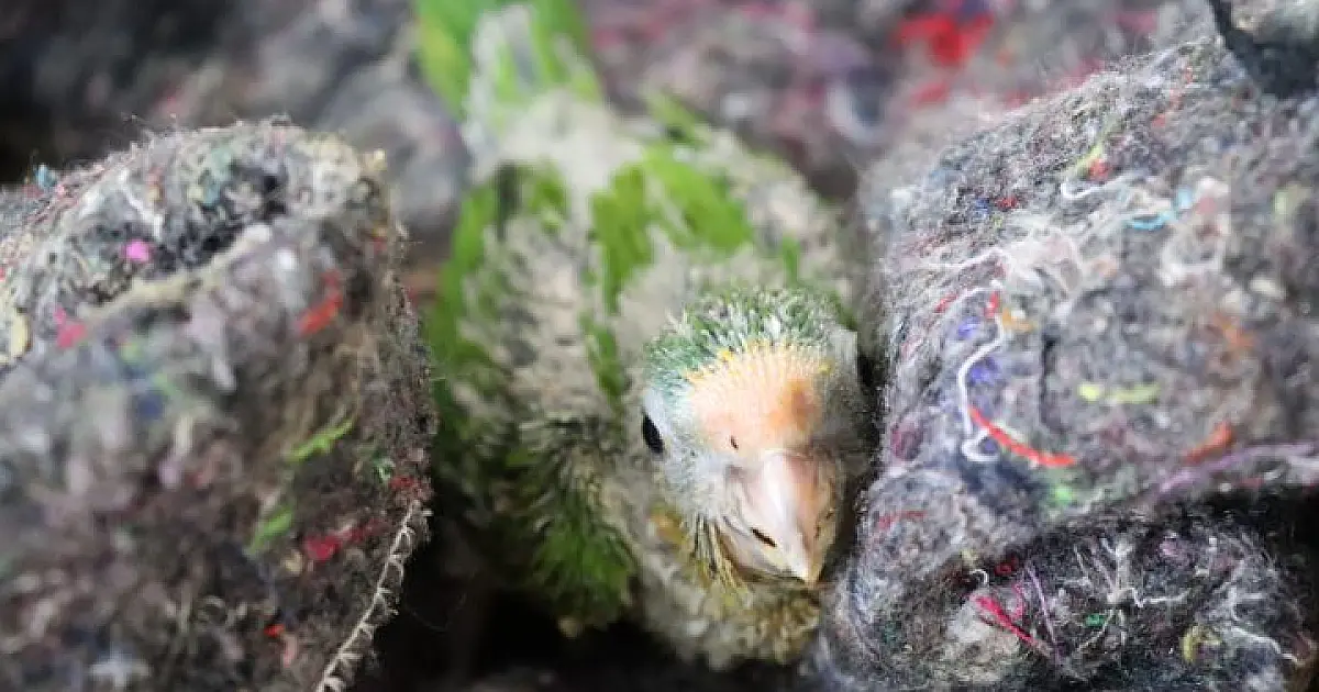 CRAS adapta recintos e reforça cuidados com animais silvestres no frio