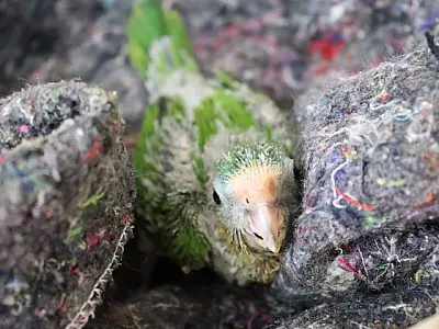 CRAS adapta recintos e reforça cuidados com animais silvestres no frio