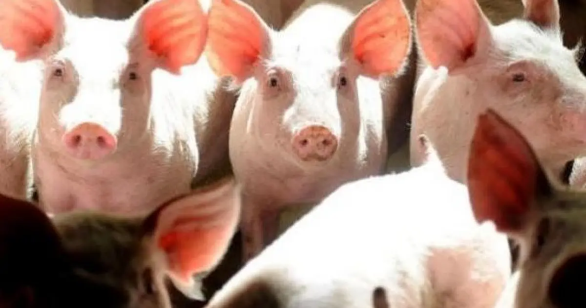 MS perde US$ 4,4 milhões em receita com exportações de carne suína