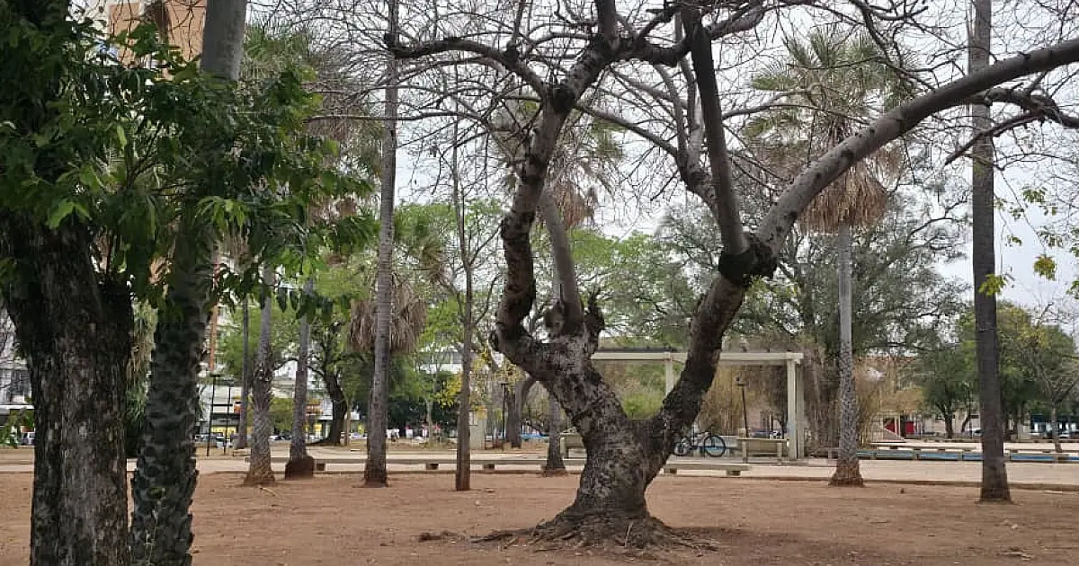 Bira pede vistoria para avaliar a saúde das árvores no Jardim da Independência