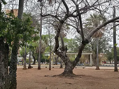 Bira pede vistoria para avaliar a saúde das árvores no Jardim da Independência