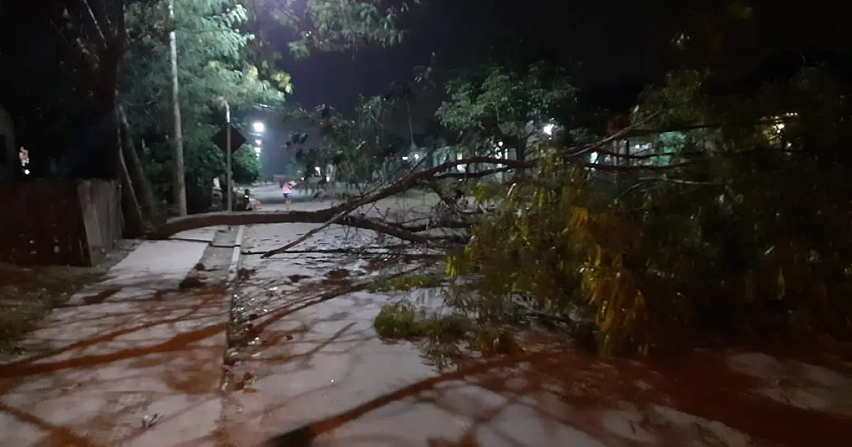 Queda de árvore bloqueia rua da Fé no bairro Padre Ernesto Sassida