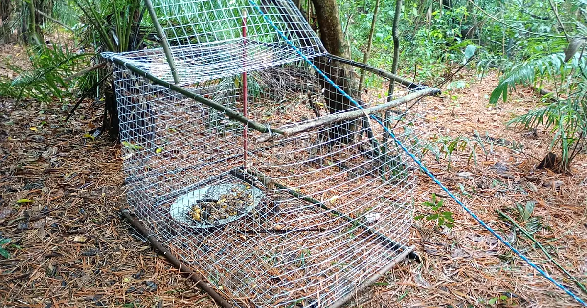 Operação desarticula quadrilha de tráfico animais silvestres em Bodoquena