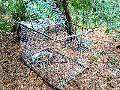 Operação desarticula quadrilha de tráfico animais silvestres em Bodoquena