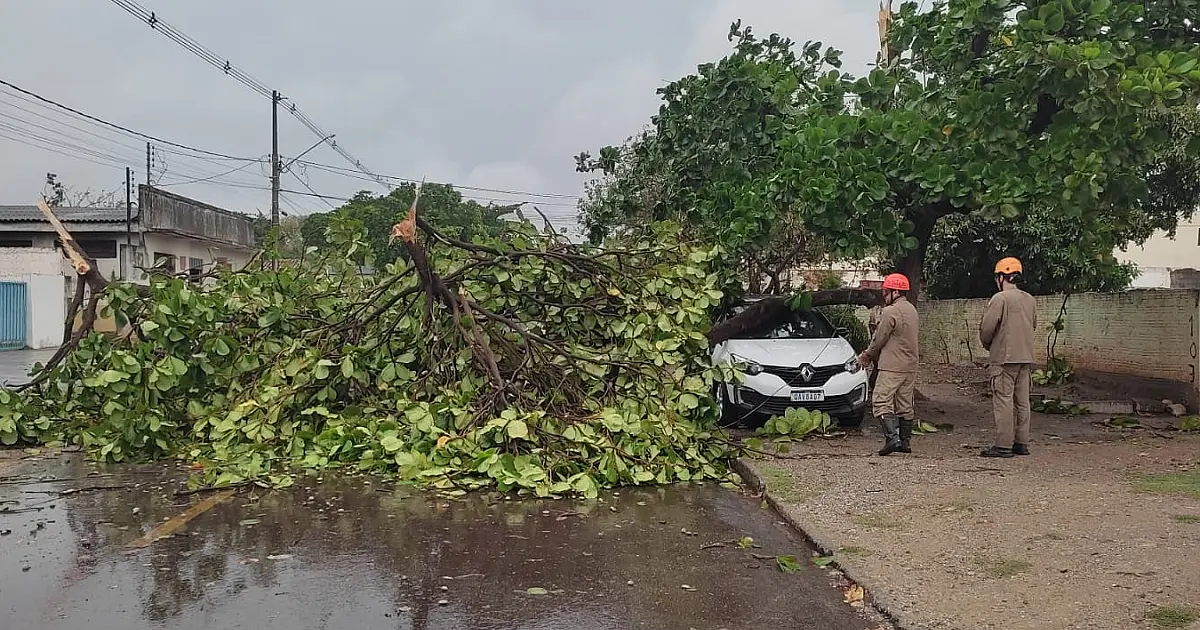 Queda de quase 50 árvores no último temporal sugere planejamento para evitar incidentes
