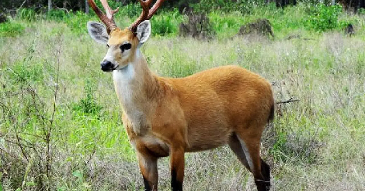 Mudanças climáticas podem reduzir população de cervos-do-pantanal