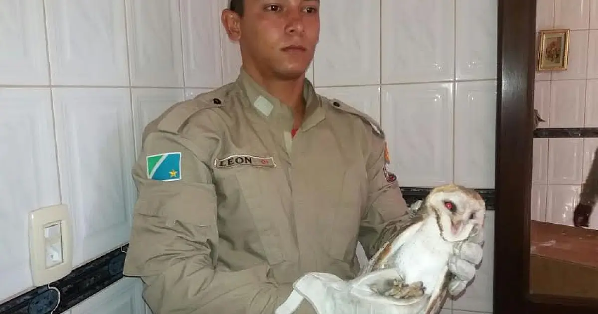 Captura de animais silvestres marca plantão dos Bombeiros