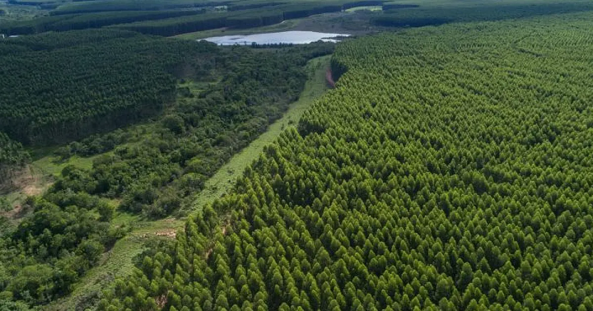 Governo de MS paga por floresta preservada e impulsiona novo ciclo à economia