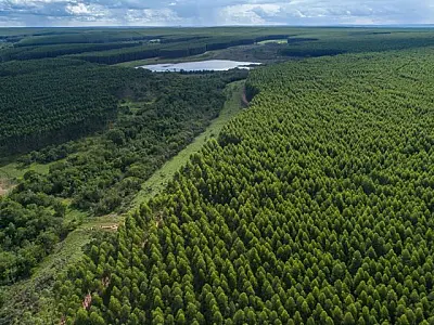 Governo de MS paga por floresta preservada e impulsiona novo ciclo à economia