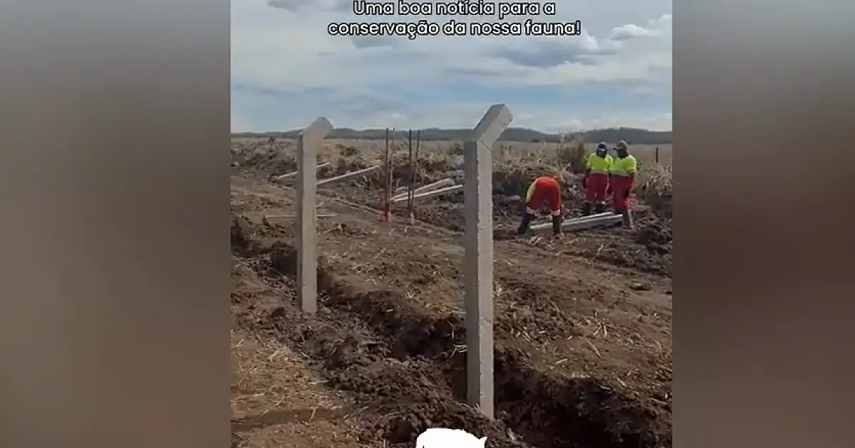 BR 262 recebe cercas para reduzir atropelamentos de animais silvestres
