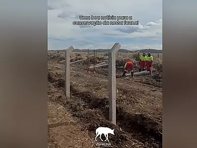 BR 262 recebe cercas para reduzir atropelamentos de animais silvestres