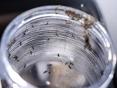 Ministério da Saúde intensificará mobilização contra dengue no Brasil