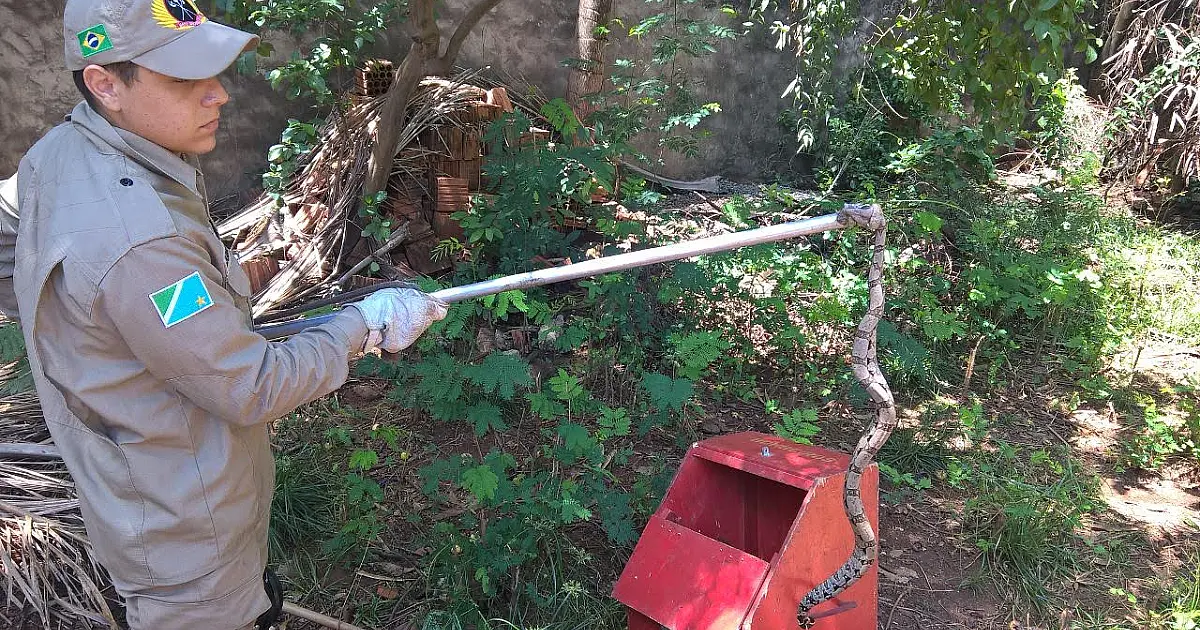 Cobras são capturas em residências e no Porto Geral