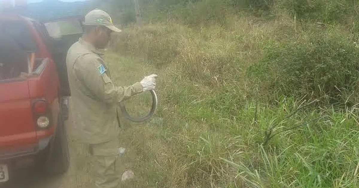 Bombeiros retiram jiboia de piscina no bairro Aeroporto