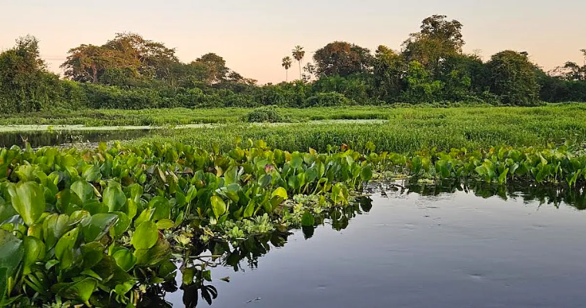 ONG Mulheres em Ação no Pantanal completa 25 anos de atuação
