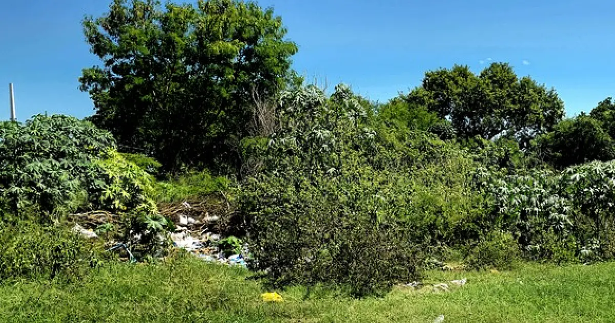 Nanah pede informações sobre terrenos baldios que colocam a saúde pública em risco