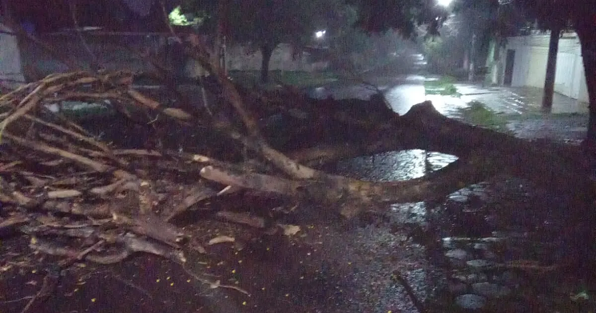 Chuva derruba árvore e causa bloqueio de rua no bairro Dom Bosco