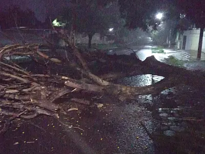 Chuva derruba árvore e causa bloqueio de rua no bairro Dom Bosco