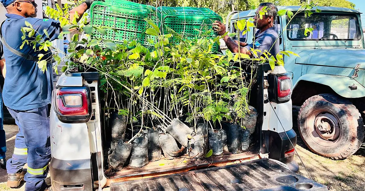 Doação de 150 mudas fortalece ações ambientais em Ladário