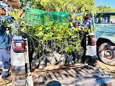 Doação de 150 mudas fortalece ações ambientais em Ladário