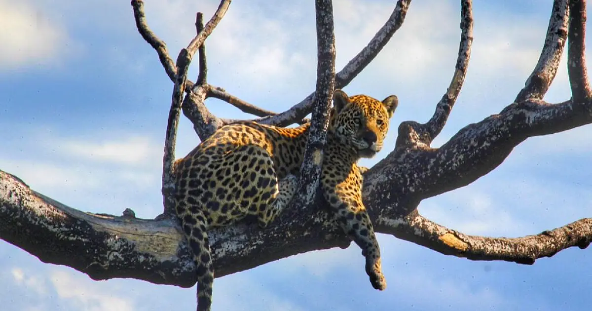 Pantanal ganha espaço em encontro nacional sobre clima e conservação
