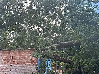 Árvore de grande porte desaba e destrói parte de residência no Cristo Redentor