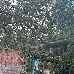 Árvore de grande porte desaba e destrói parte de residência no Cristo Redentor