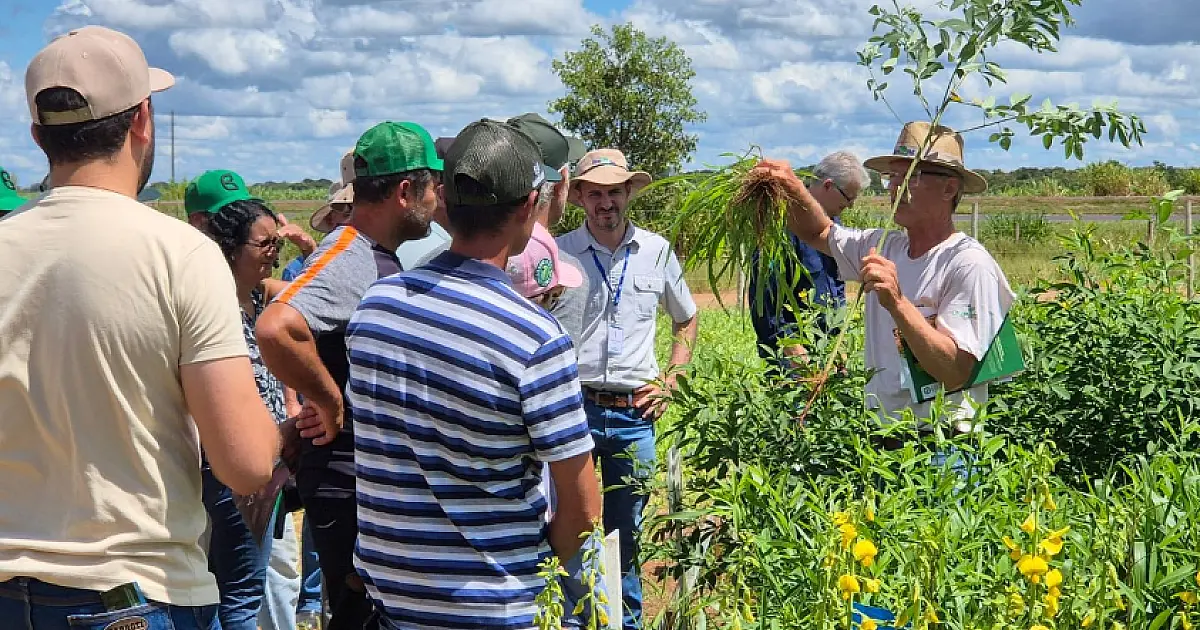 Tecnologias e diversificação de culturas melhoram produção em solos arenosos