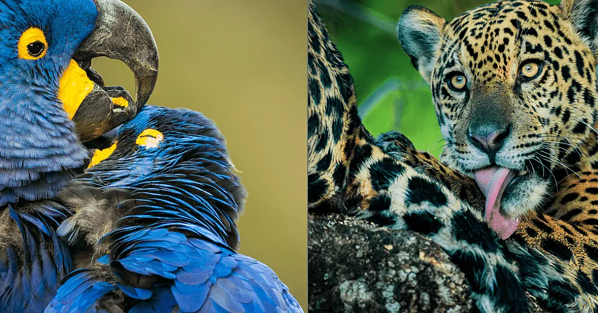 Pantanal é tema de campanha global inédita da Embratur na National Geographic