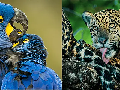 Pantanal é tema de campanha global inédita da Embratur na National Geographic