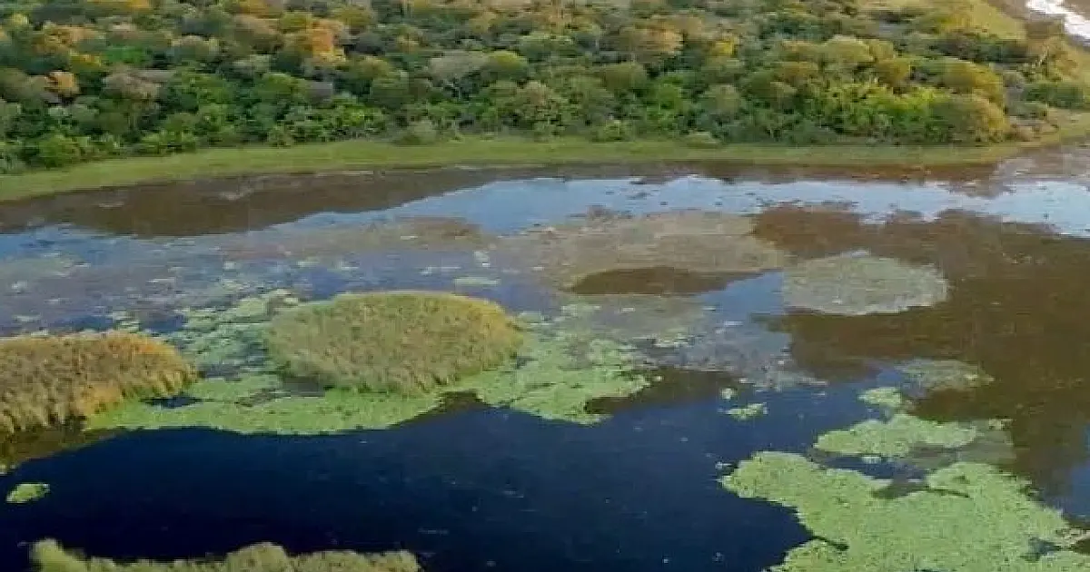 Estudo aponta potencial do Parque do Pantanal do Rio Negro na geração de créditos de carbono