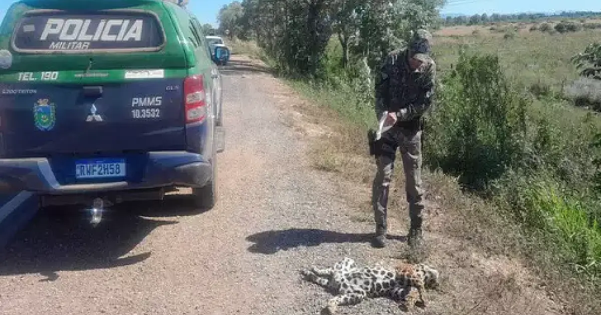 Onça-pintada é morta por atropelamento na BR 262