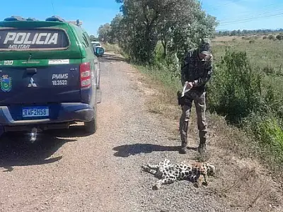 Onça-pintada é morta por atropelamento na BR 262