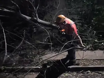 Árvore cai e deixa família fora de casa no Nova Corumbá