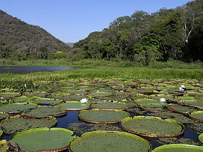 Congresso aprova Estatuto do Pantanal e projeto segue para sanção presidencial
