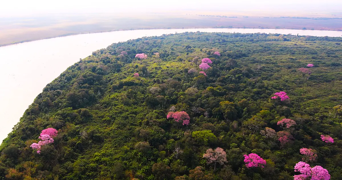 Governo define data para pagar quem ajuda a conservar o Pantanal