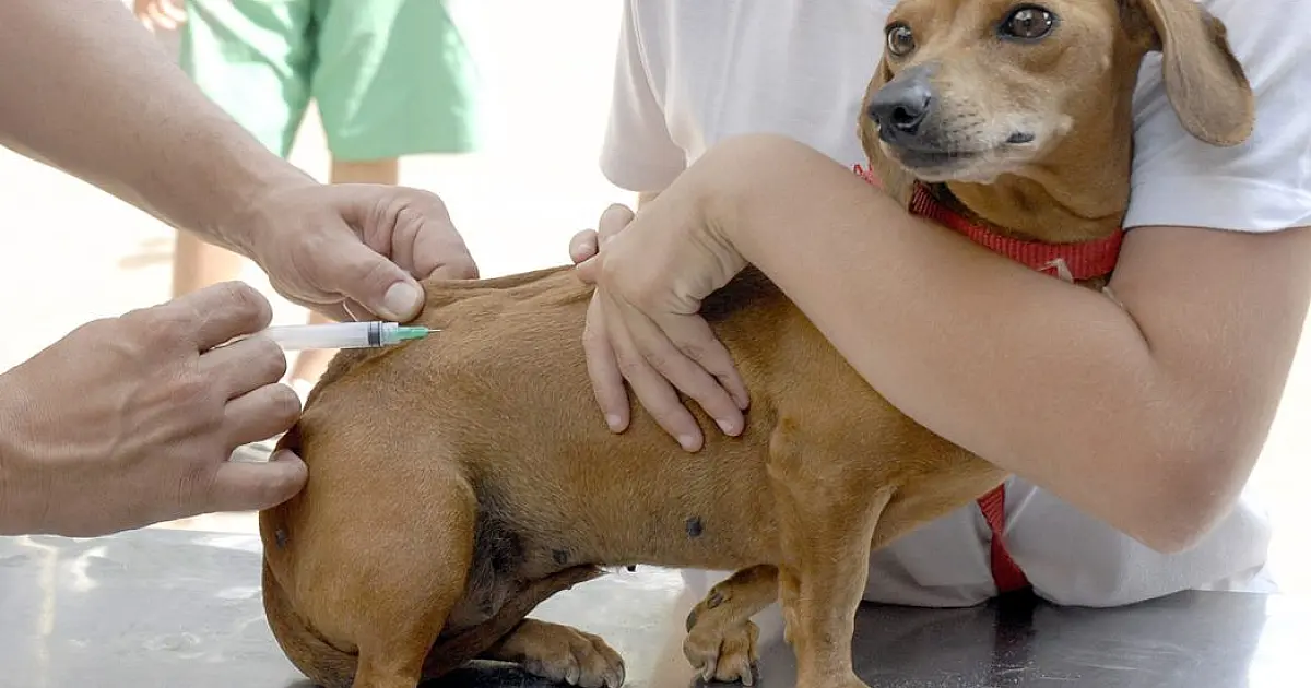 Ladário divulga cronograma de vacinação antirrábica